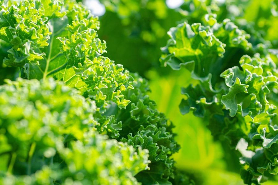 kale, vegetable, garden, healthy, vitamins, plant, brassica oleracea, kale, kale, nature, kale, kale, kale